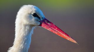 Symbolbild:Ein Weißstorch in Brandenburg.(Quelle:picture alliance/dpa-Zentralbild/P.Pleul)