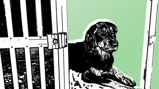 Grafik: Ein Hund liegt auf einer Tierschwelle. (Quelle: rbb)