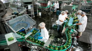 Archivbild: Produktion von Spreewaldgurken bei der Obst & Gemüseverarbeitung "Spreewaldkonserve" Golßen GmbH in Golßen am 28.07.2006. (Quelle: picture alliance /Keystone/Jochen Zick)