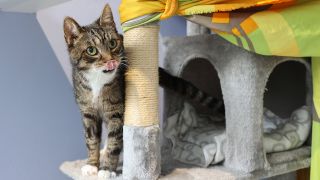 Eine Katze im Tierheim Berlin am 05.06.2024. (Quelle: IMAGO/Sabine Gudath)