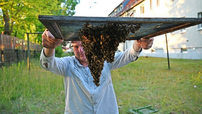 Imker Holger Ackermann birgt einen in einer Kita in Fürstenwalde entdeckten Bienenschwarm am 20.05.2025 fachgerecht.(Quelle:BLP/Sappeck) Imker Holger Ackermann birgt einen in einer Kita in Fürstenwalde entdeckten Bienenschwarm am 20.05.2025 fachgerecht.(Quelle:BLP/Sappeck)
