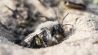 Eine Graue Sandbiene (Andrena cineraria) (Quelle: dpa/Erhard Nerger)