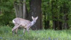 Symbolbild: Reh (Capreolus capreolus), männliches Jungtier (Quelle: dpa/Reinhard Hölzl)