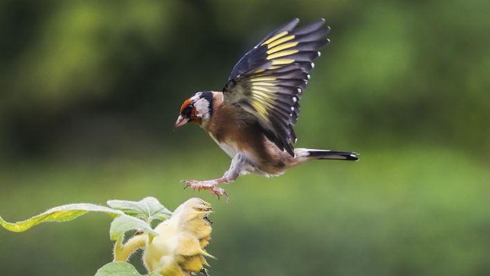 Symbolbild: Stieglitz (Carduelis carduelis) im Anflug auf eine gelbe Blüte. (Quelle: dpa/Wilfried Martin)